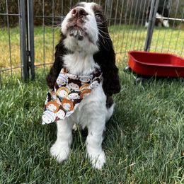 Blue-Chandler-liver - Liver and white male English Springer Spaniel puppy in Pacific, Washington from Kaveman Springers
