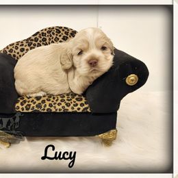 Lucy - Red roan female Cocker Spaniel puppy in Tecumseh, Oklahoma from Gambill's Cocker Spaniel Cuties