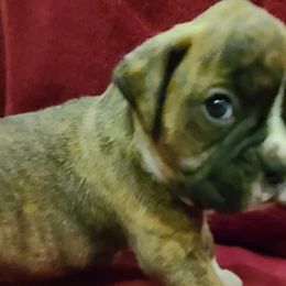 Boxers from Matthew Shilling