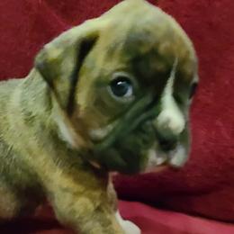 Boxers from Matthew Shilling