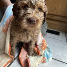 Australian Labradoodle Puppies from Gateway Australian Labradoodles
