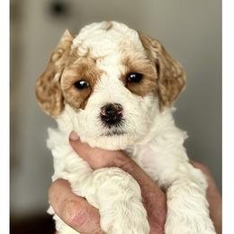 Ellen - Apricot female Australian Labradoodle puppy in Gladstone, Oregon from Beaver State Labradoodles