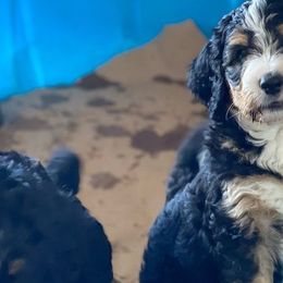 Bernedoodles from Puppy Paws4U