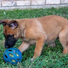 Belgian Malinois and German Shepherd Puppies from Madhouse’s Belgian Malinois and German Shepherds