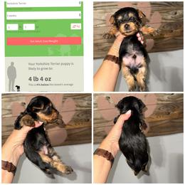 Whiskey - Black and gold male Yorkshire Terrier puppy in Cleveland, Tennessee from Moody’s Morkies and More