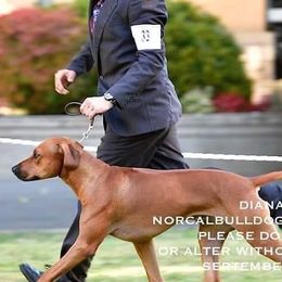 Rhodesian Ridgebacks from Zambezi Rhodesian Ridgebacks