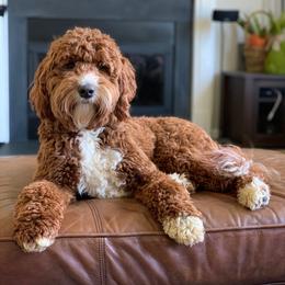 Abigail Adams - Australian Labradoodle