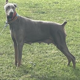 Doberman Pinschers from T.W. Dobermans of New Jersey