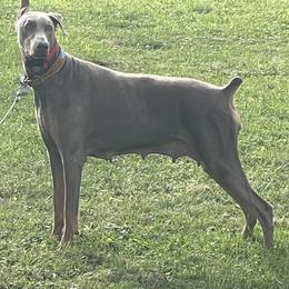 Doberman Pinschers from T.W. Dobermans of New Jersey