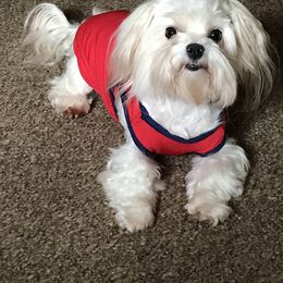 Maltese Puppies from May-Fam Maltese