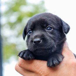Silver Girl - Black female Labrador Retriever puppy in Linville, Virginia from Virginia Labradors