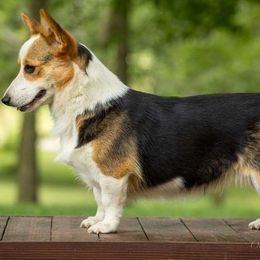Murphy - Pembroke Welsh Corgi