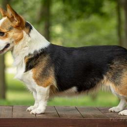 Murphy - Pembroke Welsh Corgi
