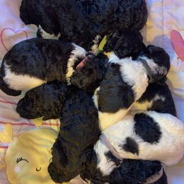 Poodles from Marie's Poodles