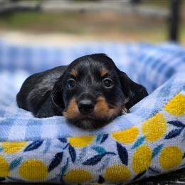 Kat - Black and tan female Dachshund puppy in Lady Lake, Florida from K Rae's Dachshunds