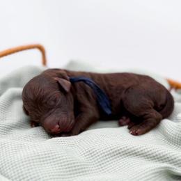 Catawba - Chocolate female Goldendoodle puppy in North Carolina from Tuxedo Mountain Doodles