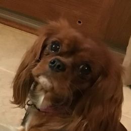 Trinity - Cavalier King Charles Spaniel