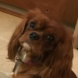 Trinity - Cavalier King Charles Spaniel