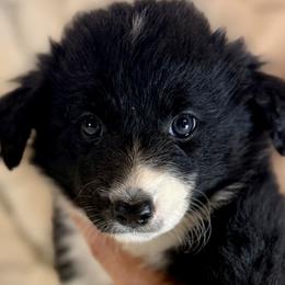 Apple - Black and white female Border Collie puppy in East Ellijay, Georgia from Nine Peaks Border Collies