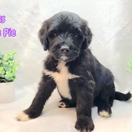 Girl 3 - Black and white Portuguese Water Dog puppy in Grants Pass, Oregon from Rogue River Portuguese Water Dogs