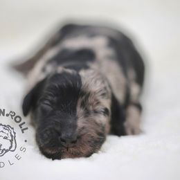 Assorted Doodle Crosses and Bernedoodle Puppies from Rock N Roll Doodles