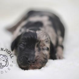 Assorted Doodle Crosses and Bernedoodle Puppies from Rock N Roll Doodles