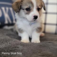 Blue Collar - Red male Pembroke Welsh Corgi puppy in Fredericksburg, Texas from Hill Country Corgis