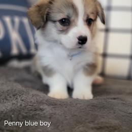 Blue Collar - Red male Pembroke Welsh Corgi puppy in Fredericksburg, Texas from Hill Country Corgis
