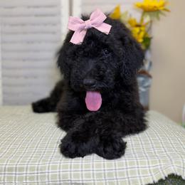 Jasmine - Black female Goldendoodle puppy in Woodburn, Indiana from Lengachers Cuddly Doods