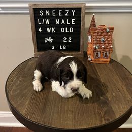 Sneezy - Liver and white English Springer Spaniel puppy in North Carolina from Frosty Springers LLC