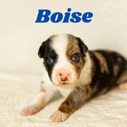Boise - Blue merle male Miniature Australian Shepherd puppy in Waco, Texas from Blue Rain Aussies
