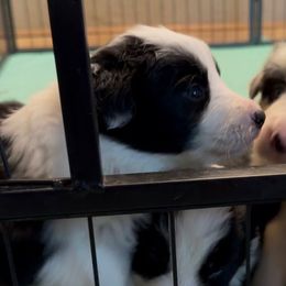 Elvira (Ellie) - Tri-color female Border Collie puppy in Lebanon, Oregon from Cahill’s Canines