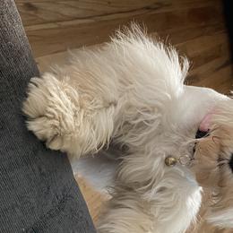 Miniature Schnauzers from Tawnie Roberds' Miniature Schnauzers