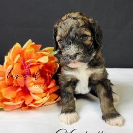Manhattan - Sable female Cockapoo puppy in Mancelona, Michigan from Lavender poodles & doodles