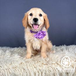 Rosalina - Cream female Companion Cross puppy in Utah County, Utah from Big Hearted Breeders