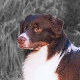 Ledger - Australian Shepherd