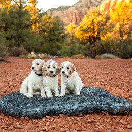 Goldendoodle Puppies from Fire Sky Kennels