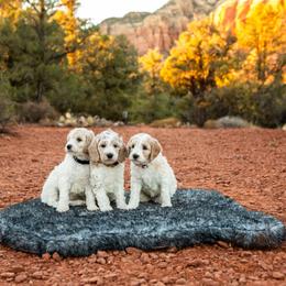 Goldendoodle Puppies from Fire Sky Kennels