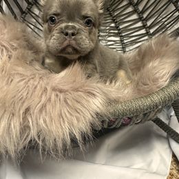 French Bulldog Puppies from SoCalFamilyFrenchies, Doodles and more