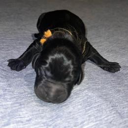 Orange - Black male Labrador Retriever puppy in Monticello, Georgia from Hollow Meadows Retrievers