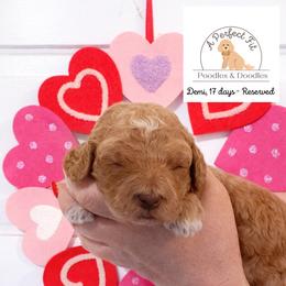 Demi - Apricot female Goldendoodle puppy in Lake Charles, Louisiana from Perfect Fit Poodles & Doodles