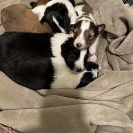 Shetland Sheepdog Puppies from Jennifer Bertke's German Shepherds