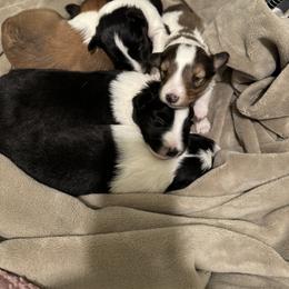 Shetland Sheepdog Puppies from Jennifer Bertke's German Shepherds