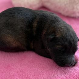 Boy 3 - Sable male German Shepherd puppy in Grantsville, Utah from Vom Haus Denfors K9 - Working German Shepherds