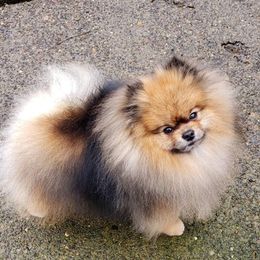 Pomeranians from Karen's Pomeranians