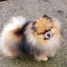 Pomeranians from Karen's Pomeranians