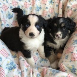 Australian Shepherd and Miniature Australian Shepherd Puppies from Bline's Awesome Aussies