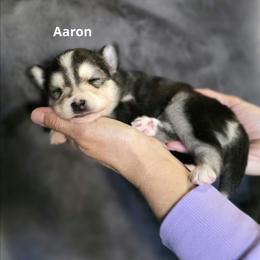 Aaron - Black and white male Pomsky puppy in Fredericksburg, Virginia from Purely Pomskies
