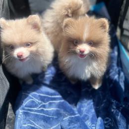 Binkey - Lavender male Pomeranian puppy in Brentwood, California from Royalpawpoms