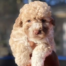 Boy5 062725 SC - Cream male Maltipoo puppy in Bakersfield, California from Silvia's Maltipoos
